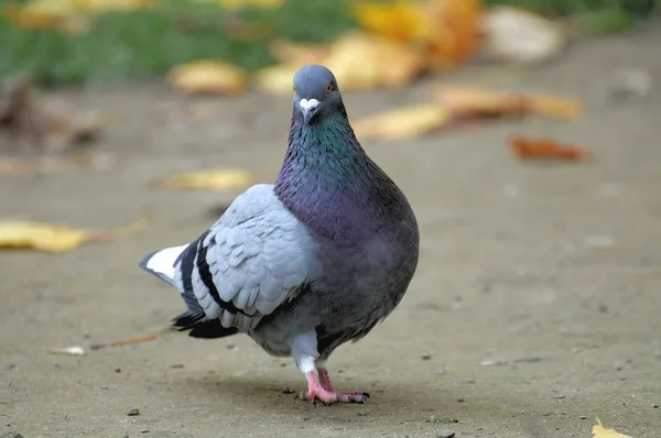 Portrait d'un pigeon . — Photo
