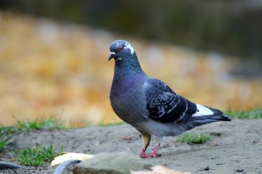 bir güvercin portresi.