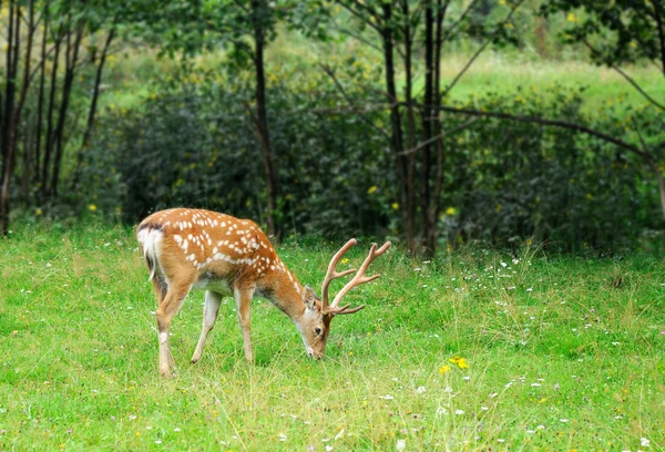 Hert gespot. — Stockfoto