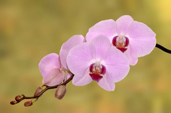 Orchidee. — Stockfoto