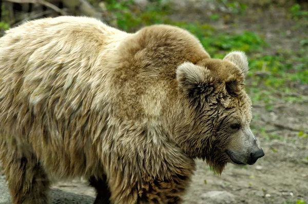 Медведь. — стоковое фото