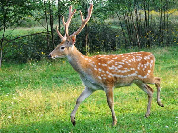 Deer spotted. — Stock Photo, Image