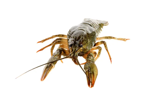 Crayfish. — Stock Photo, Image