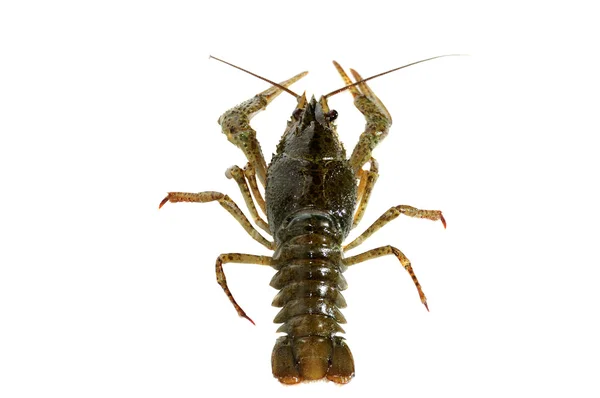 Crayfish. — Stock Photo, Image