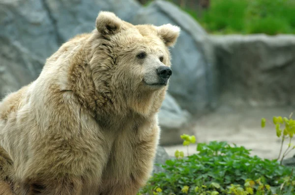 Urso. — Fotografia de Stock