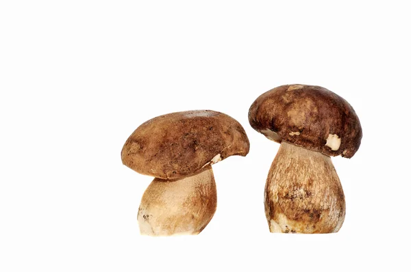 Paddenstoelen — Stockfoto