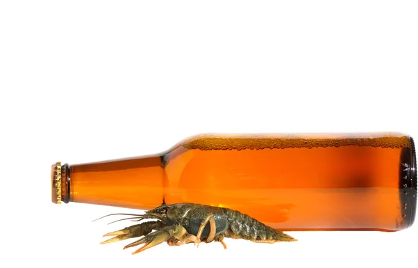 Crayfish. — Stock Photo, Image