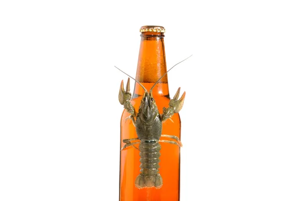 Crayfish. — Stock Photo, Image