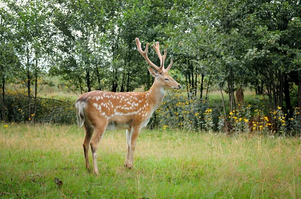 Cerf repéré. — Photo