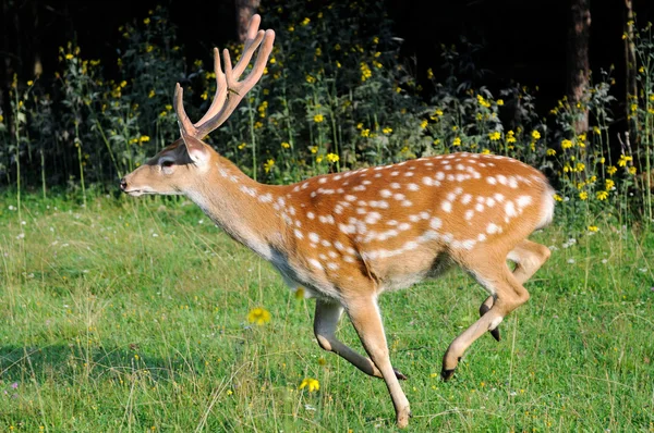 Deer on a background of wild nature — Stock Photo, Image