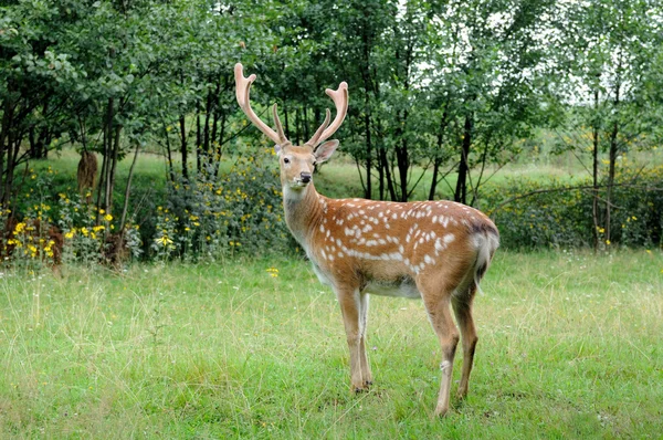 Herten op een achtergrond van wilde natuur — Stockfoto