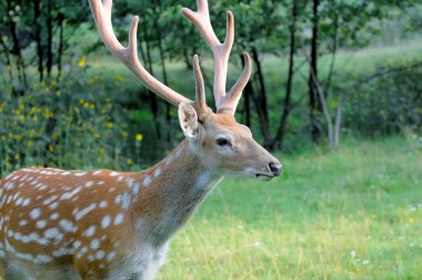Vahşi doğanın arka planında geyik