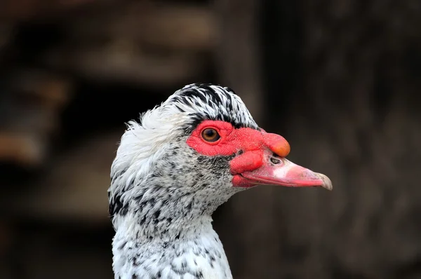 Close up retrato de pato — Fotografia de Stock