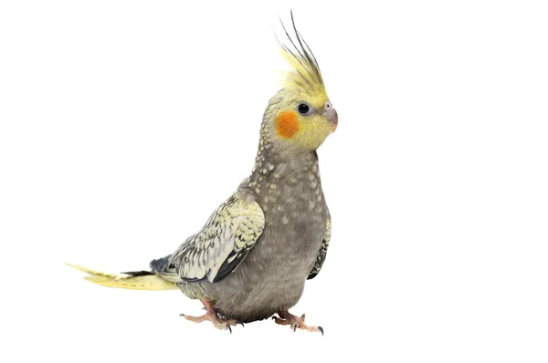 Bir papağan Corella portresi