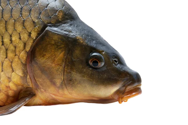 Carp head isolated on white background — Stock Photo, Image