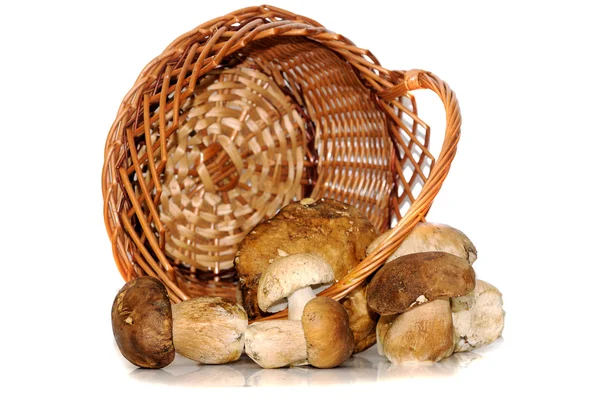 Paddestoelen in een houten mandje geïsoleerd op wit — Stockfoto