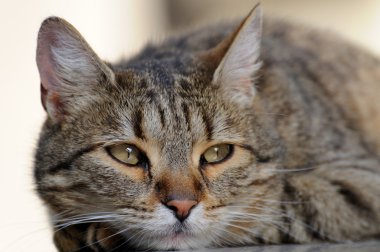 Güzel ev kedi portre