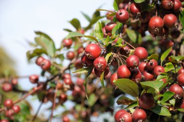 Vahşi kırmızı elmalar