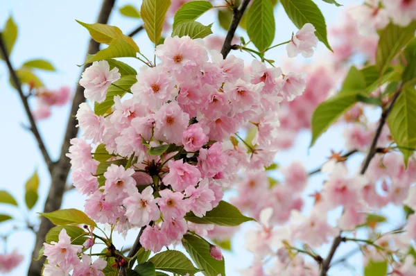 Primavera Sakura flor de cerezo — Foto de Stock