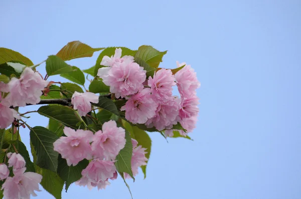 Primavera Sakura flor de cerezo — Foto de Stock