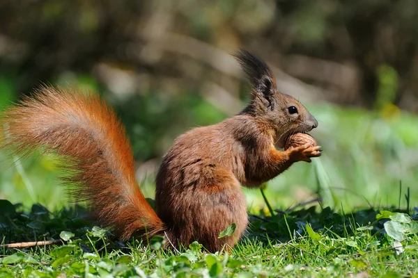 Red Squirrel — Stock Photo, Image