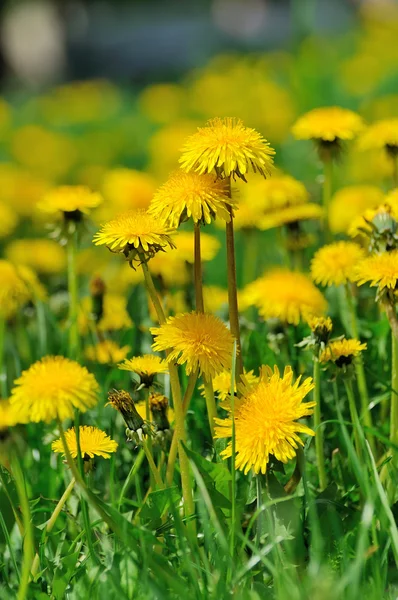 Paardebloem — Stockfoto