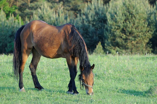 Cavalo — Fotografia de Stock