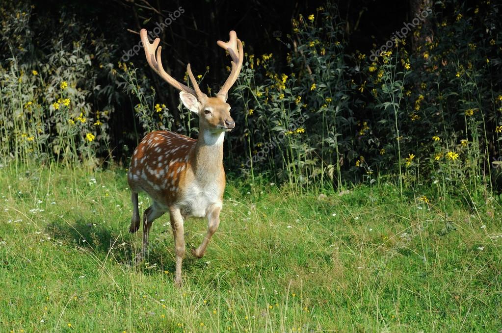 Spotted deer Stock Photo by ©bpm82 74248419