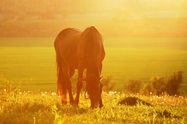 Fotoğraf at arkadan aydınlatmalı