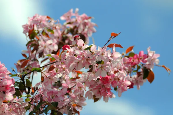 Rama floreciente de Sakura. (Primavera ) — Foto de Stock