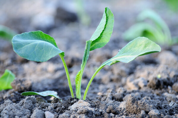 Сеянцы капусты
