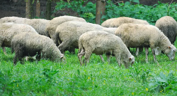 牧草地に放牧羊 — ストック写真
