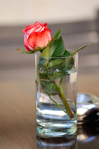 Rosa em um copo de água — Fotografia de Stock