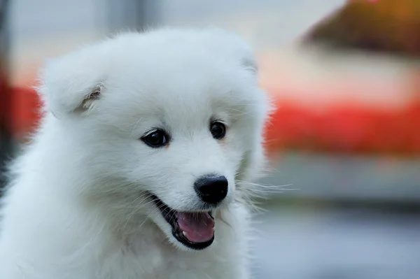 An small white Samoyed — Stockfoto