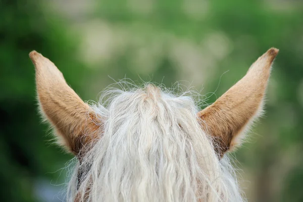 Closeup of Brown horse's ear — Stockfoto