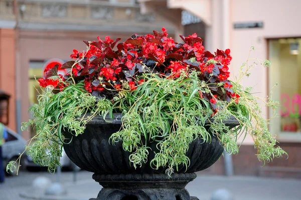 Flowers at the entrance to the restaurant Stock Image