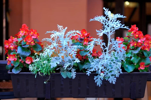 Цветы у входа в ресторан — стоковое фото