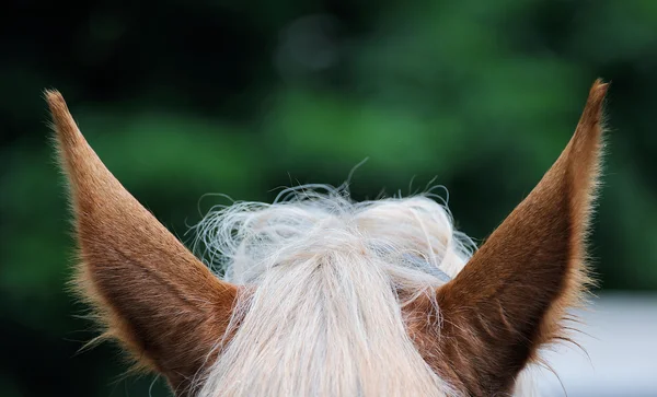 Gros plan de l'oreille des chevaux bruns — Photo