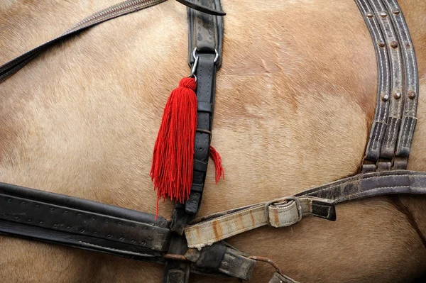 Chicote de Cavalos — Fotografia de Stock