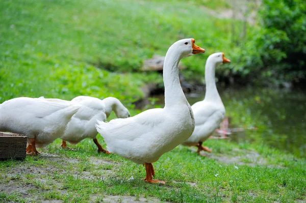 Ganso doméstico blanco — Foto de Stock