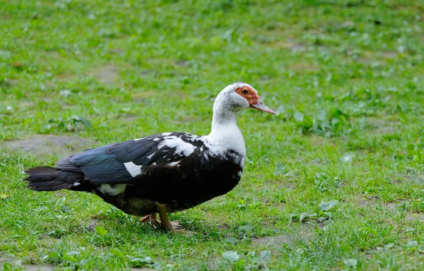 Pato. — Fotografia de Stock