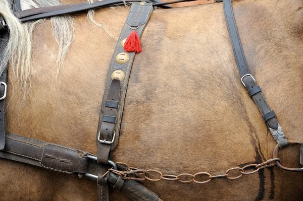 Uprząż dla koni — Zdjęcie stockowe