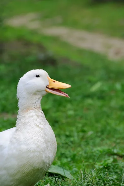 Pato. — Fotografia de Stock