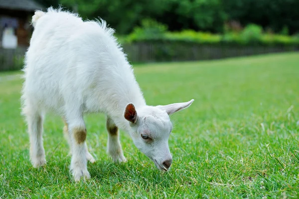 Eine weiße Baby-Ziege — Stockfoto