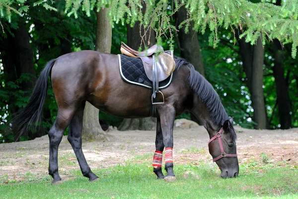 Caballo con silla de montar — Foto de Stock