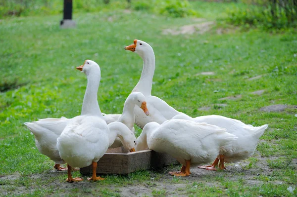 Um bando de gansos domésticos — Fotografia de Stock
