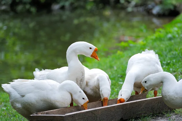 Witte binnenlandse gans — Stockfoto