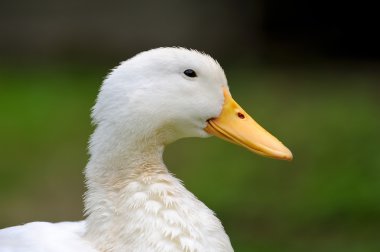 Eğil