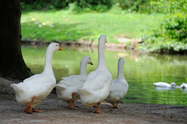 Witte binnenlandse gans — Stockfoto