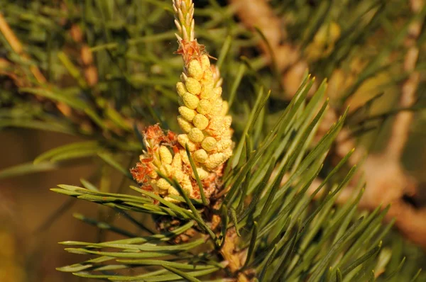 Young shoots on the branches — Stock Photo, Image